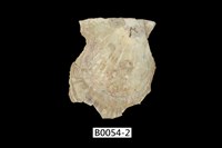 藏品(白蝶珍珠蛤)的圖片